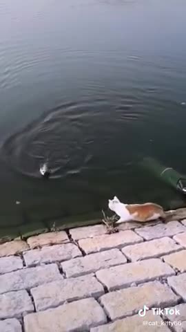 Cat and fish // Funny video