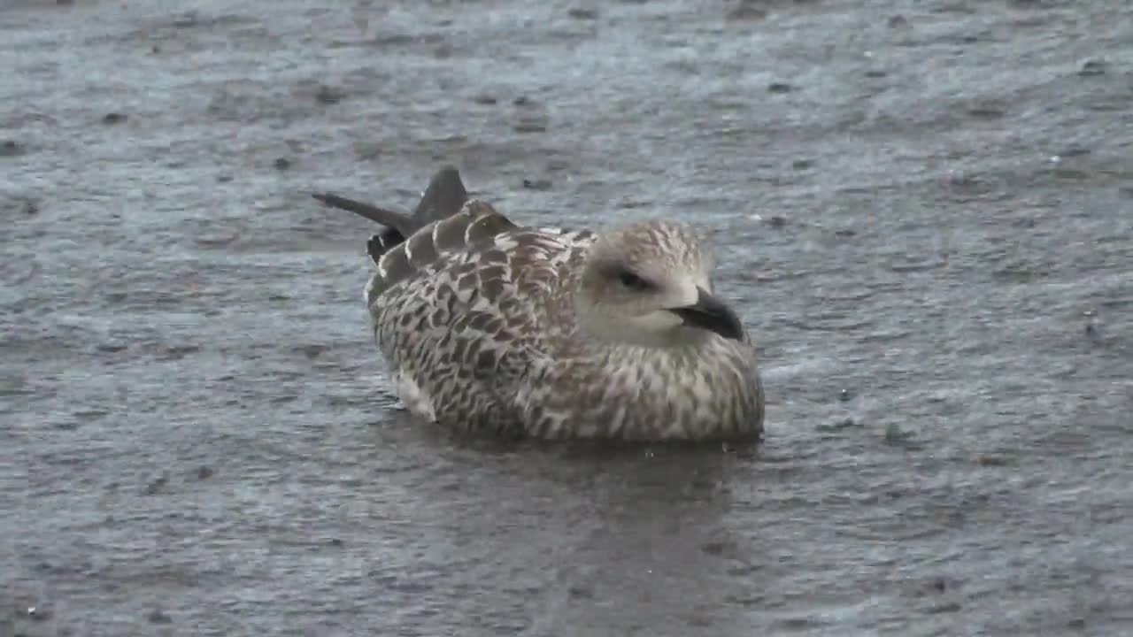 Seagull Gull Seabird Bird Swimming Water Animal