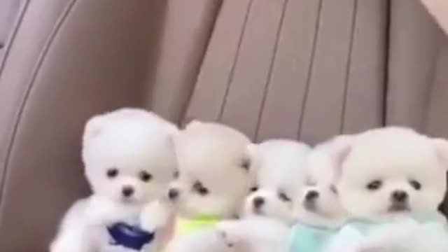 Baby Dogs - Cute and Funny Dog Videos 🧡💛💗💕#shorts #cute #dog