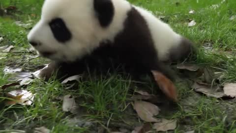 🐼 Coco loves giant pandas without heads