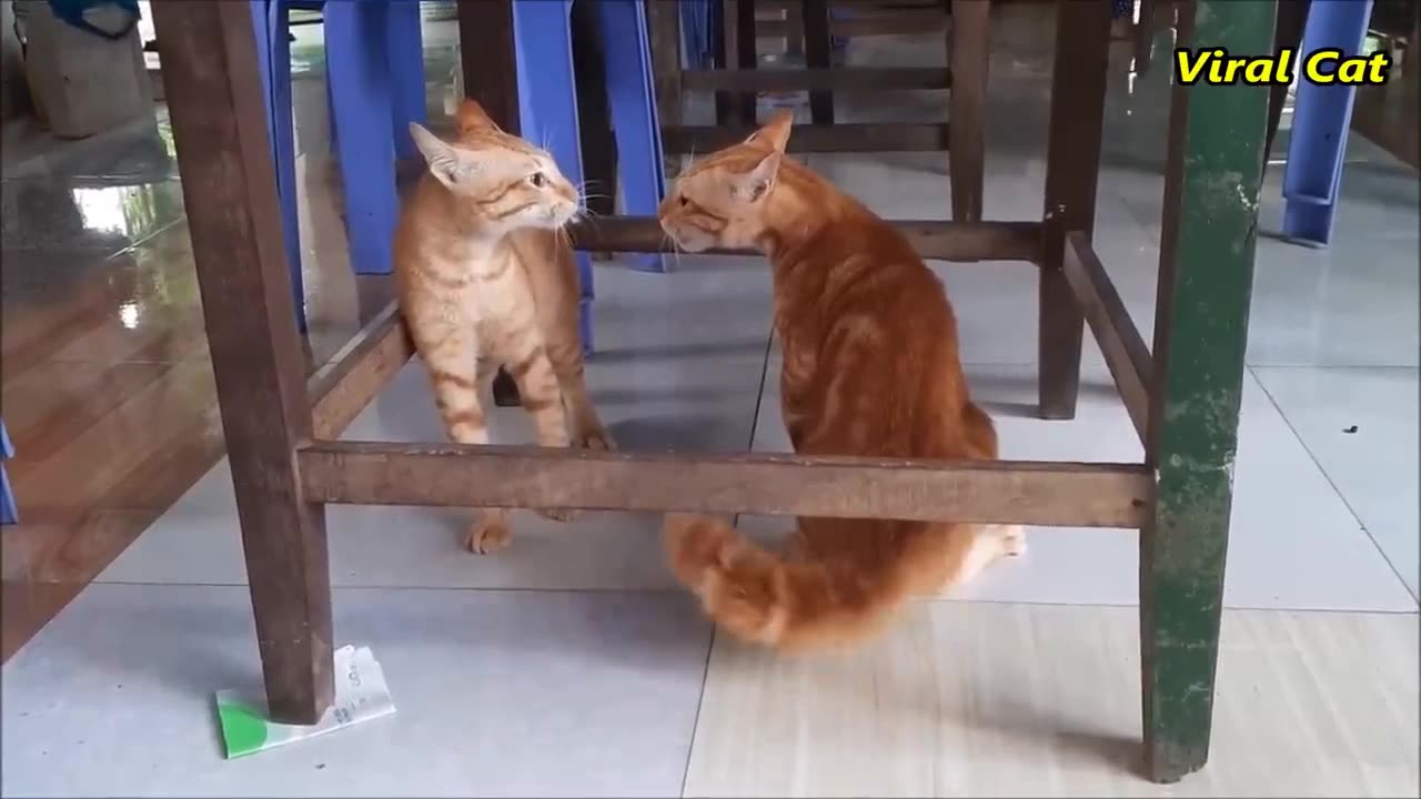 Cats Fighting and Meowing