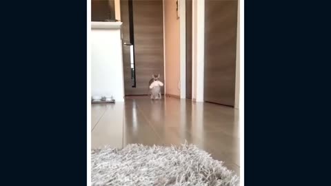 Funny Cats