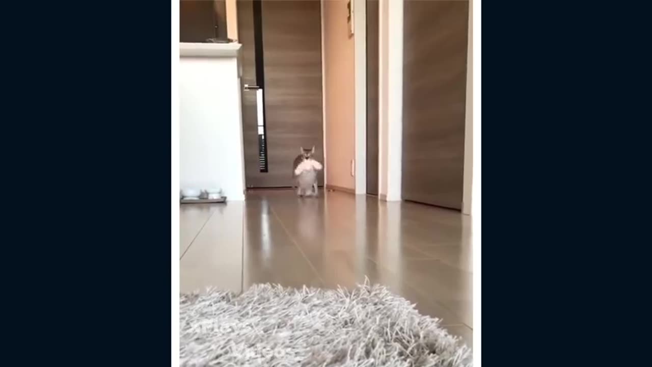 Funny Cats