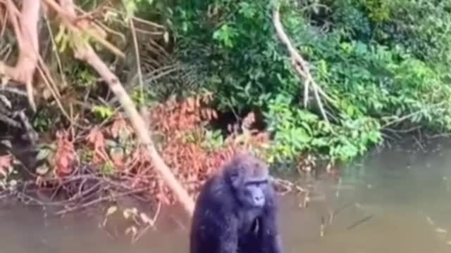 cute gorilla