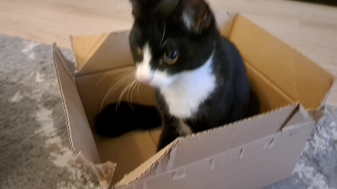 Kitten loves cardboard boxes