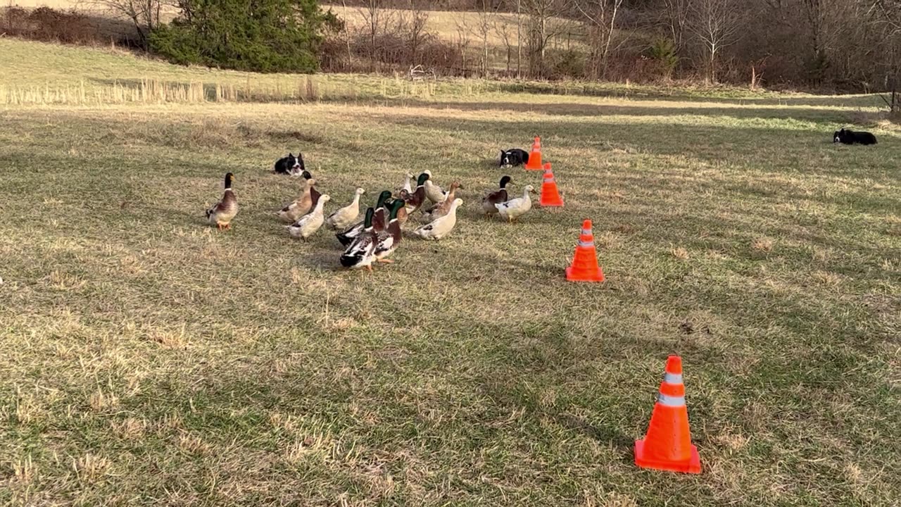 Working Dogs Weave Ducks Through Cones