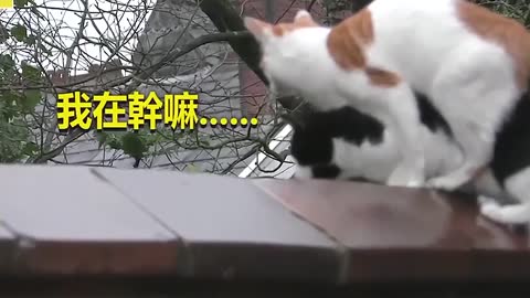 Funny Cats Compilation