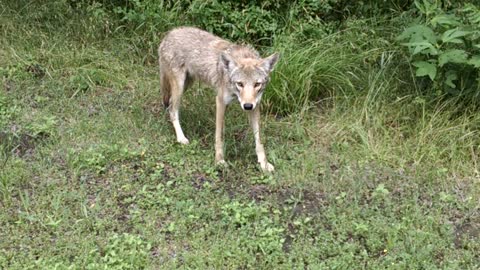 Bobcat, Coyote and Two Cyclists