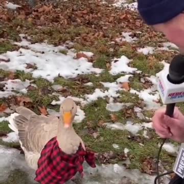 REBEL NEWS WITH AN EXCLUSIVE🤣