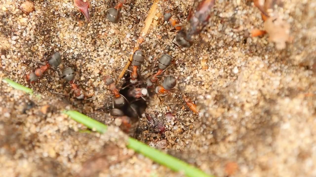 Ants