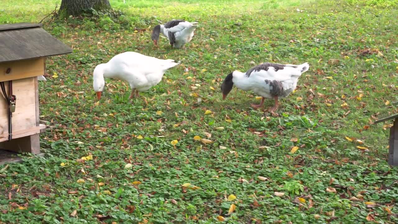 Geese Animals Birds Food Chucks Eat Feather