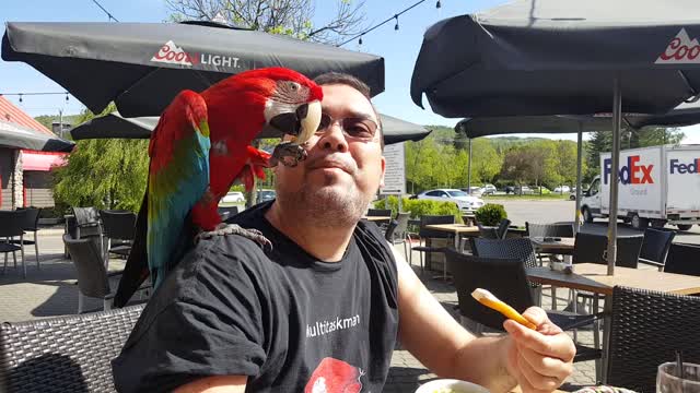 Parrot and owner enjoy french fries at local restaurant