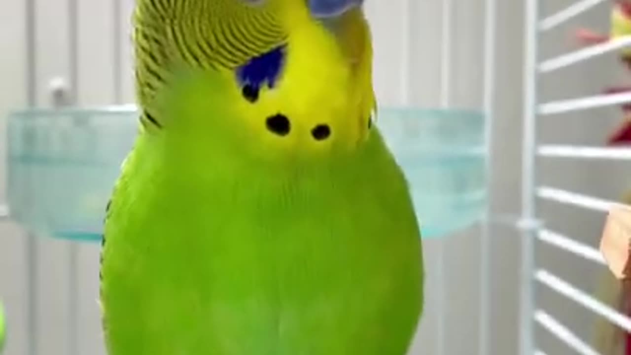 Happy budgie sounds