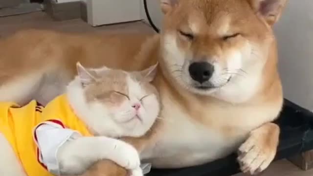 Cutest animal dog hugging a cat