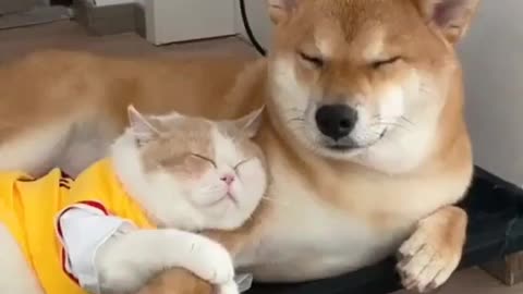 Cutest animal dog hugging a cat