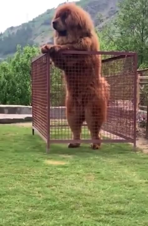 The Majestic Tibetan Mastiff Showdown 🐕🐕"#ImpressiveCanines