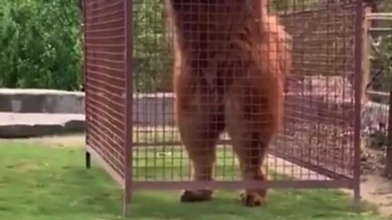 The Majestic Tibetan Mastiff Showdown 🐕🐕"#ImpressiveCanines