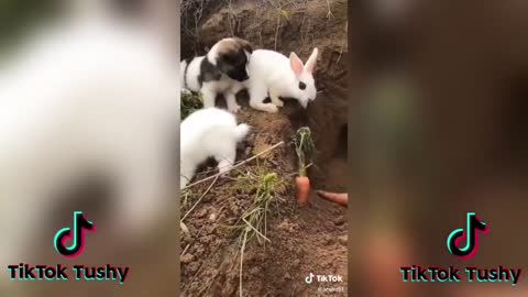 TheCUTESTBunniesonTikTokBunnyCOMPILATIONp5