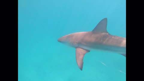 Caribbean Reef Shark with steel fishing leader Bimini, Bahamas