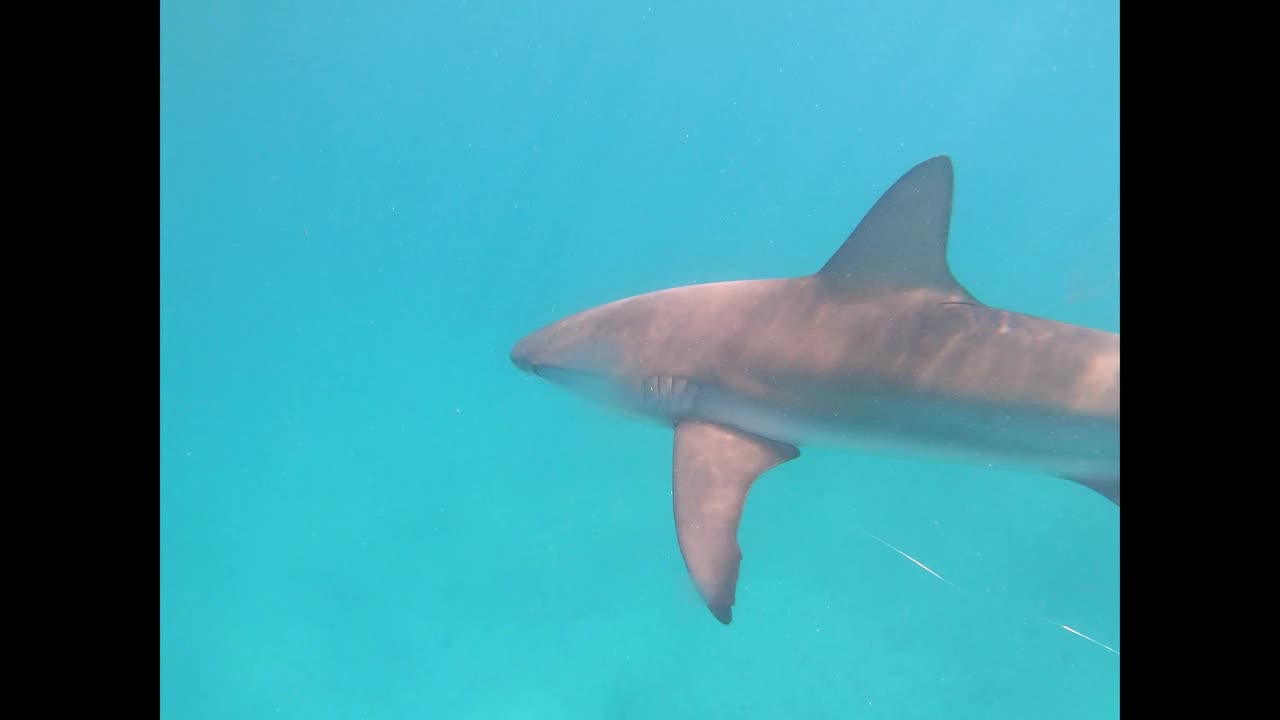 Caribbean Reef Shark with steel fishing leader Bimini, Bahamas