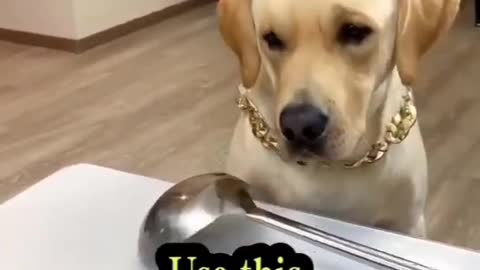 Dog funny video🤣🤣