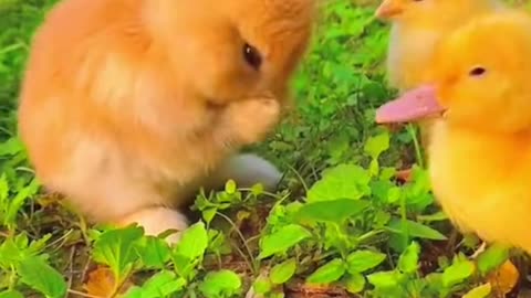 Tiny Animals Full of Love and Cuteness! 🐾🐇🐶