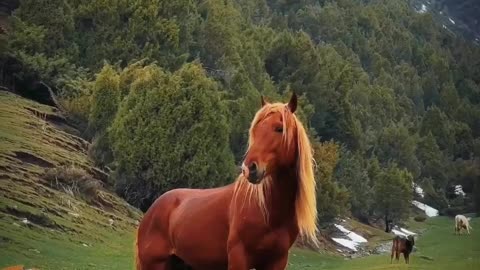 --While most horses remain the same color throughout life_