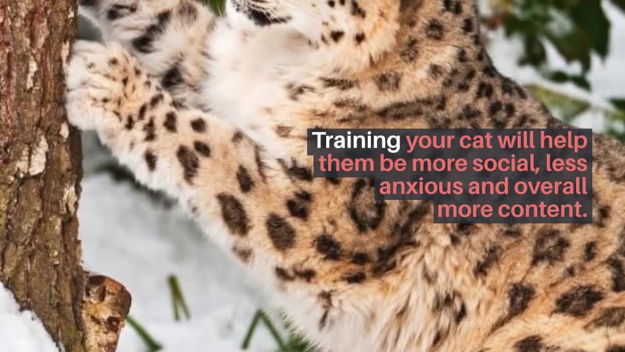 Training a cat