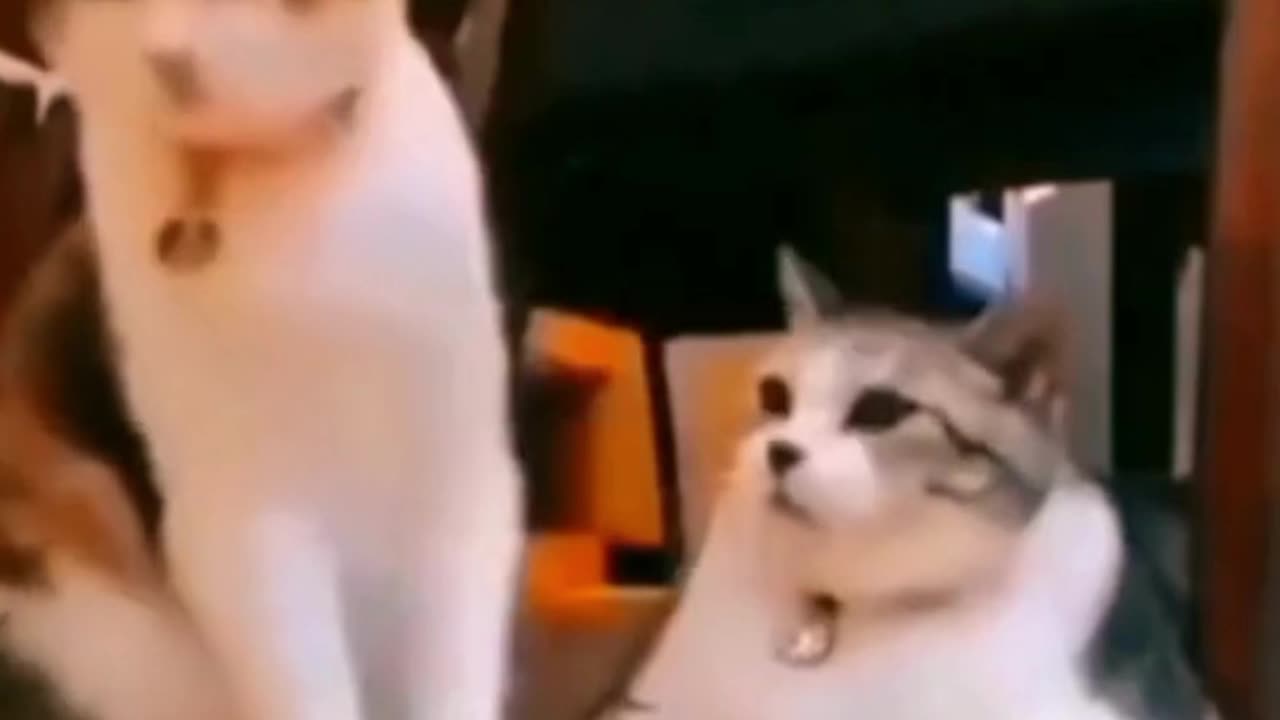 Very Funny Pet Videos