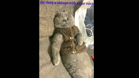 Funny cats sleeping in waired positions compliation