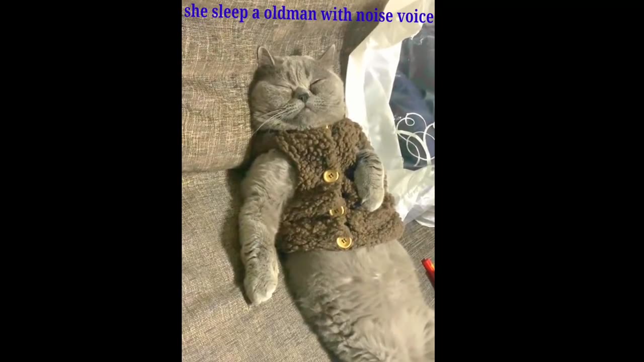 Funny cats sleeping in waired positions compliation