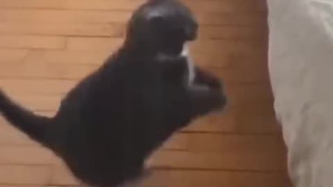 Funny Cat videos 🤣🤣