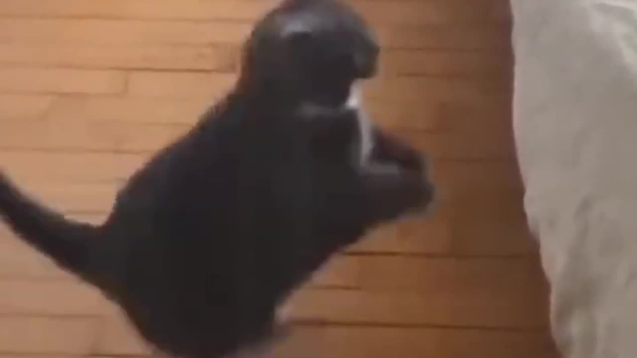 Funny Cat videos 🤣🤣