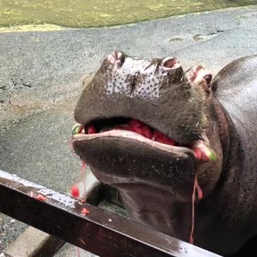 Watermelon dissapears in a second - Hippo eating watermelon