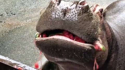 Watermelon dissapears in a second - Hippo eating watermelon