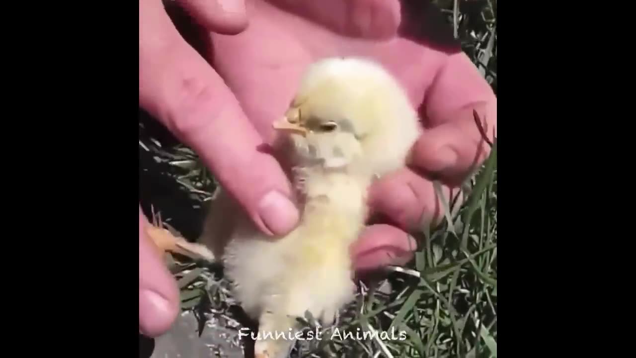 Cute Cute Cute Baby Animals