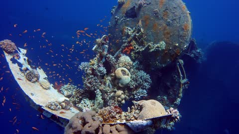 Impressive Huge Coral under the sea