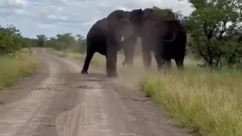 Witness the Intense Clash of Giants: Elephant Fight 🐘| #elephant |#shorts