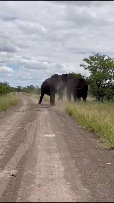 Witness the Intense Clash of Giants: Elephant Fight 🐘| #elephant |#shorts
