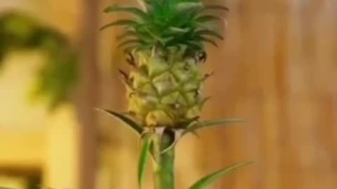 grow your own pineapple