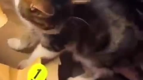 Feline Funnies Compilation!