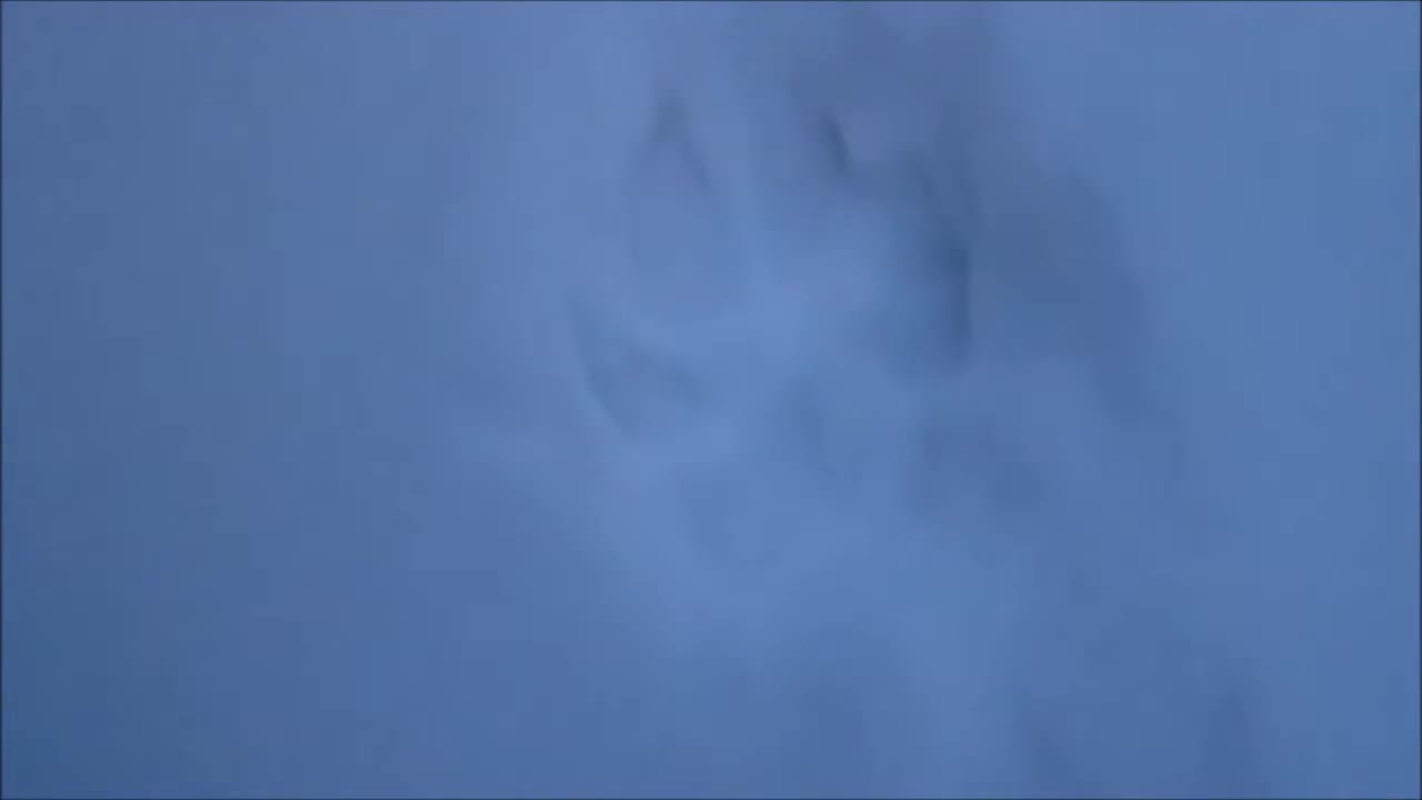 canine tracks in snow, wolf?