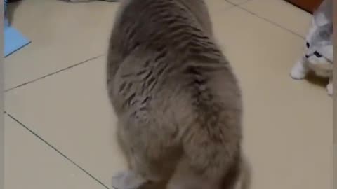 Funny shorts for cat 😺