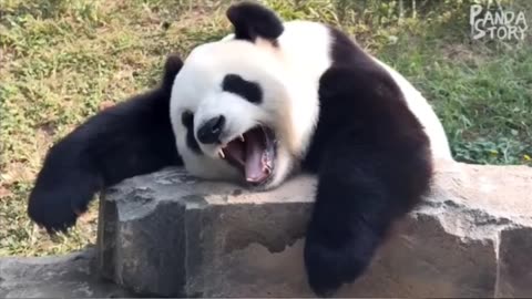 🐼Panda funny moments video !!# follow