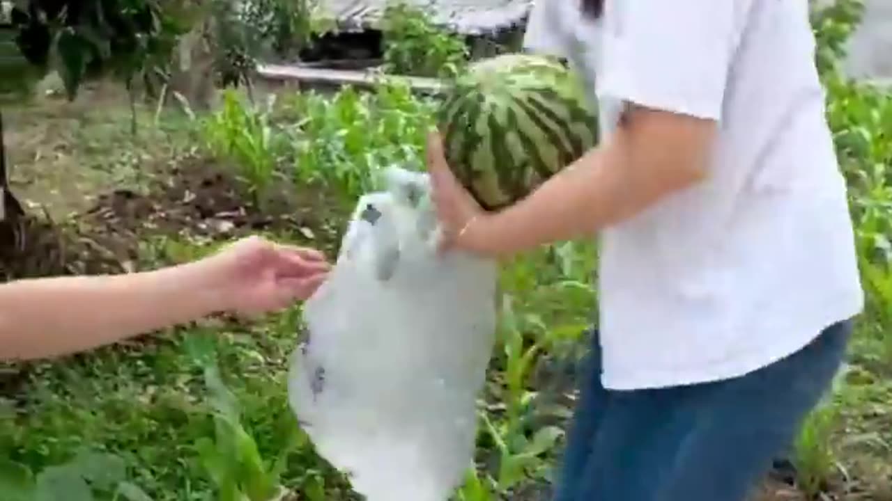 A story of watetmelon