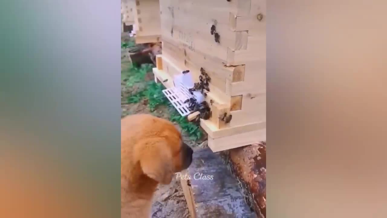 Funnyvibes44