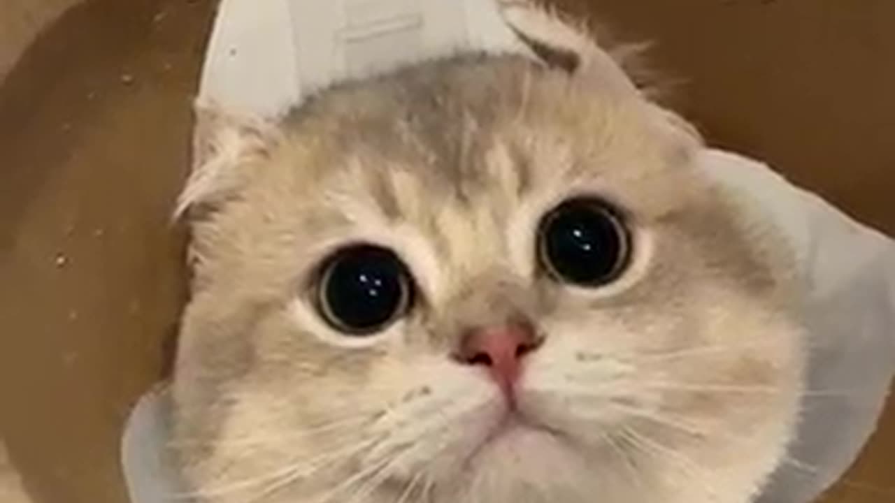 They Will get Whatever they want with those eyes 🥰🥰