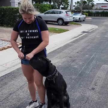 Cane Corso CRUSHES Off Leash Heel