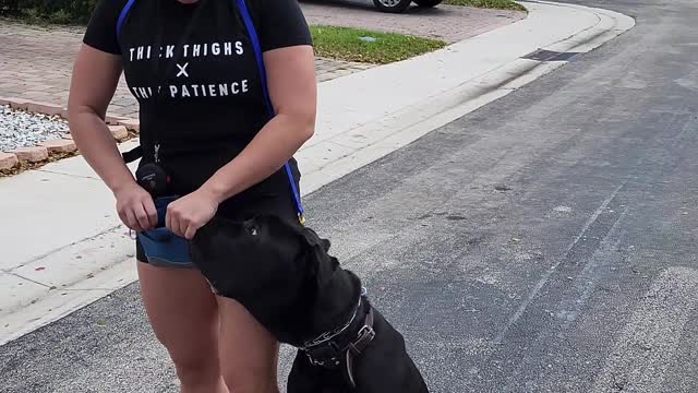 Cane Corso CRUSHES Off Leash Heel