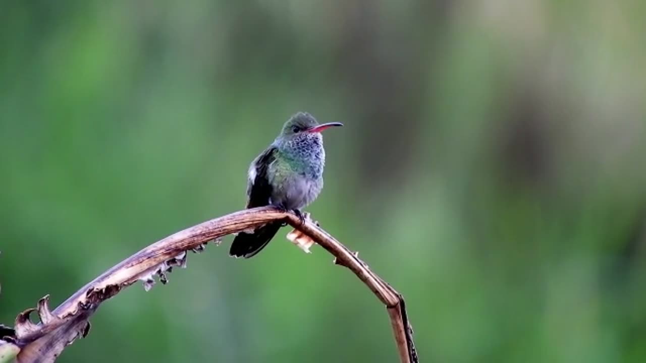 Beija Flor Relaxing music / Beija Flor Música relaxante